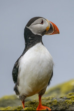 Imagen de Islandia: La Isla Recién Nacida - 4