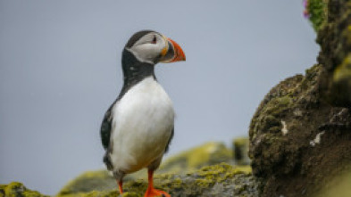 Imagen de Islandia: La Isla Recién Nacida - 5