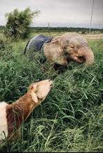 Imagen de Rescate de animales bebé - 13