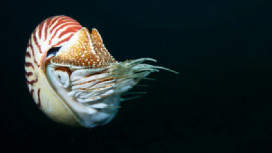 Imagen de Wild Filipinas: Paraíso salvaje - 7