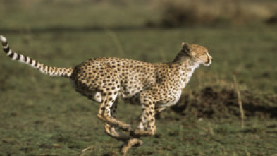 Imagen de Diario de los grandes felinos: Ep.5 - 5