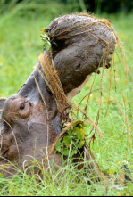 Imagen de La isla de los hipopótamos - 4