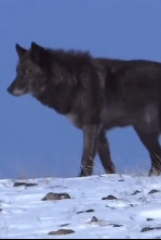 Imagen de La llegada del lobo negro - 6