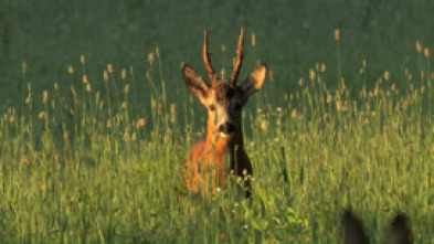 Imagen de Cazadores de lances - 5