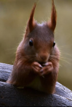 Imagen de Superardilla: la dueña del bosque - 4