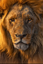 Imagen de Las caras salvajes: Riada y rivales - 4