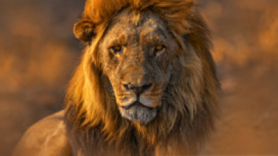 Imagen de Las caras salvajes: Riada y rivales - 5