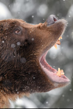 Imagen de Rumanía, el embrujo de la caza salvaje - 4