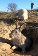 Imagen de Hurones en tierra de campos - 4