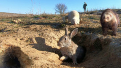 Imagen de Hurones en tierra de campos - 5