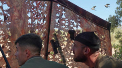 Imagen de Palomas sedentarias en Antequera - 5