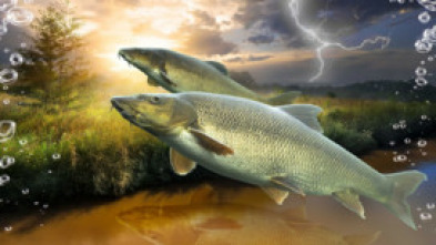 Imagen de Barbos después de la tormenta - 5