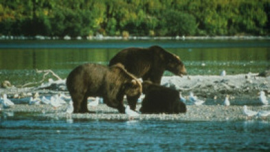 Imagen de La tierra de los 10,000 osos pardos - 7