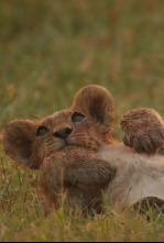 Imagen de El lado salvaje de África: Los grandes arquitectos naturales - 6