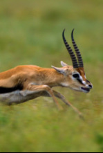 Imagen de Planeta felino - 5