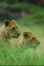 Imagen de Wild Hunters - 4