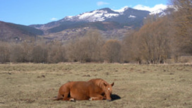 Imagen de ¡Qué animal! (T8): Gestantes - 5