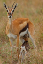 Imagen de Dehesabana: Dos lugares, una vida salvaje - 4