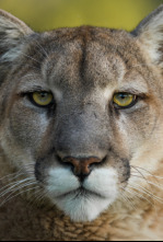 Imagen de Texas: corazón salvaje - 4