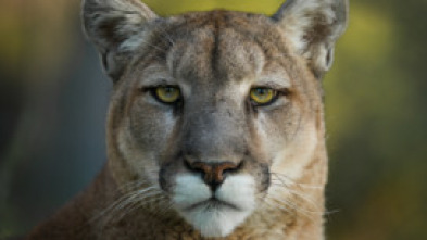 Imagen de Texas: corazón salvaje - 5