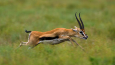 Imagen de Planeta felino - 6