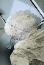 Imagen de Pompeya los secretos de los muertos - 4