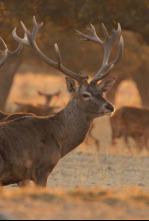 Imagen de Soy el mejor ciervo ibérico - 4