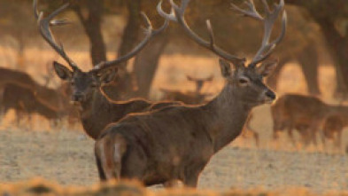 Imagen de Soy el mejor ciervo ibérico - 5