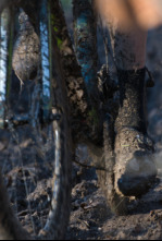 Imagen de Ciclocross de... (2026): Carrera M - 4