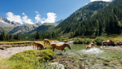 Imagen de Las historias del...: El acorazado del bosque - 5