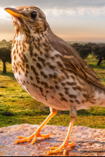 Imagen de Aquellas sierras extremeñas. Los pasos del zorzal - 4