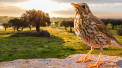 Imagen de Aquellas sierras extremeñas. Los pasos del zorzal - 5