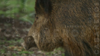 Imagen de Cabañeros - 5