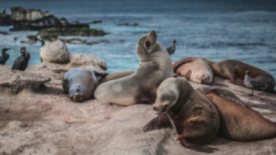 Imagen de Sonidos de la naturaleza - 5