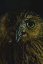 Imagen de Especial muerte al...: Durante la noche - 6