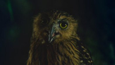 Imagen de Especial muerte al anochecer  - 7