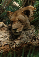 Imagen de Malika: la reina leona: Vigilando la manada - 10