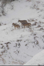 Imagen de Italia salvaje. Los grandes depredadores - 4