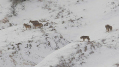 Imagen de Italia salvaje. Los grandes depredadores - 5