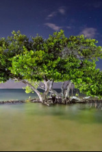 Imagen de America salvaje. 150 años de parques nacionales en - 4