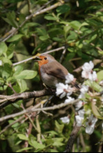 Imagen de Los sonidos de la naturaleza - 4