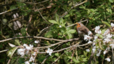Imagen de Los sonidos de la naturaleza - 5