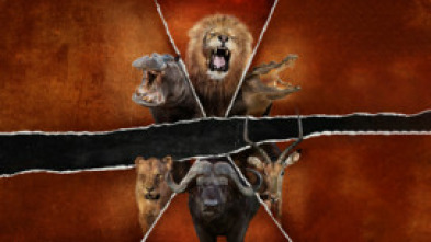 Imagen de Safari letal: Batallas entre grandes felinos - 10