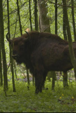 Imagen de La odisea del bisonte europeo - 4