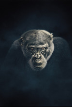 Imagen de Dinastías - 4