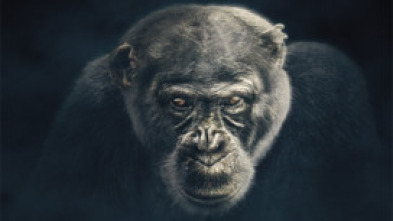 Imagen de Dinastías - 5