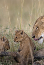 Imagen de Diario de felinos: la historia de Tamu - 4