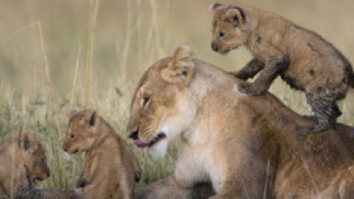 Imagen de Diario de felinos: la historia de Tamu - 5