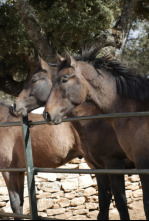 Imagen de Todo caballo - 4