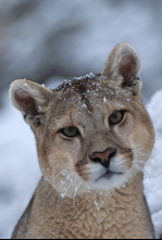 Imagen de Dinastías: Elefantes - 4